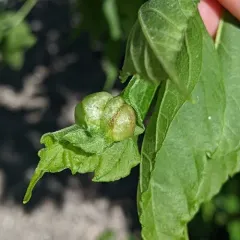 box elder gall midge thumbnail 2