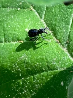 Chevrolat's Myrmex Weevil thumbnail 4
