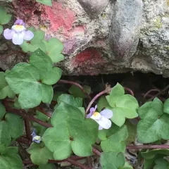 Ivy-leaved toadflax thumbnail 1