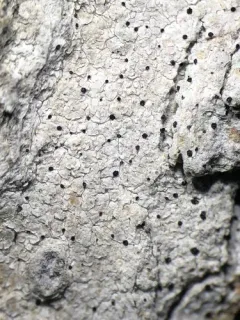 Julella fallaciosa thumbnail 2