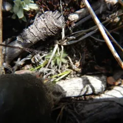 Yukon Draba thumbnail 4