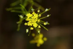 Mountain Tansymustard thumbnail 2
