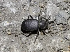 Eleodes tenebrosa thumbnail 2