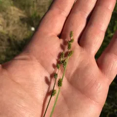 hoary sedge thumbnail 2
