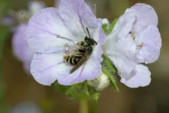 Dufourea trochantera thumbnail 2