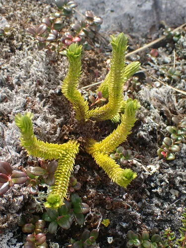 Arctic firmoss