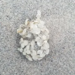 Common Whelk thumbnail 4