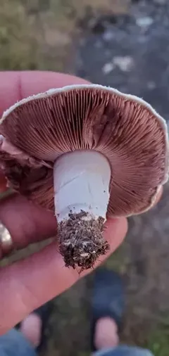 Salt-loving Agaricus thumbnail 2