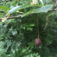 cockspur hawthorn thumbnail 4