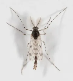 Ablabesmyia illinoensis thumbnail 2