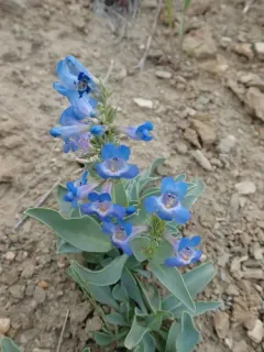 Sand Penstemon thumbnail 3