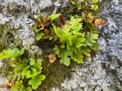 Rocky Mountain Polypody thumbnail 3