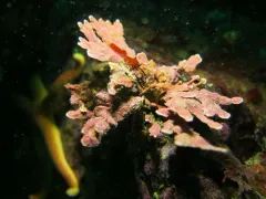 Calliarthron cheilosporioides thumbnail 2