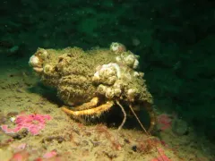 Bluespine Hermit Crab thumbnail 2