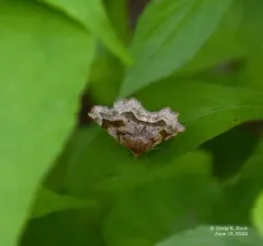 Refracted Metarranthis Moth thumbnail 4