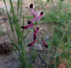 common ramping-fumitory thumbnail 2