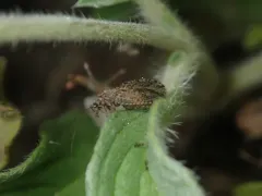 Micromus variolosus thumbnail 3