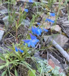 Wilcox's Penstemon thumbnail 3