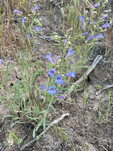 Cusick's beardtongue
