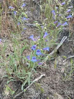 Cusick's beardtongue thumbnail 1