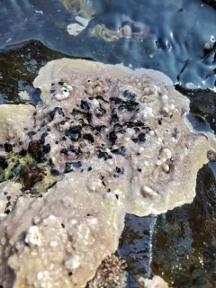 coralline fringed tubeworm thumbnail 3