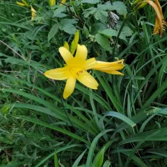 yellow daylily thumbnail 3