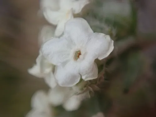 Wallowa Cryptantha