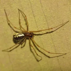 Dana Sheet-web Micro-weaver thumbnail 2