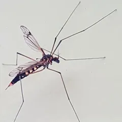Nephrotoma crocata thumbnail 4