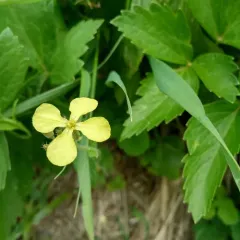 Wild radish thumbnail 3