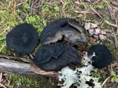 Pseudosarcosoma latahense thumbnail 4