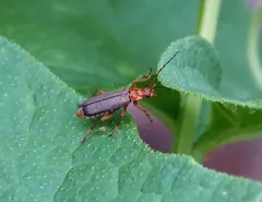 Cultellunguis larvalis thumbnail 2