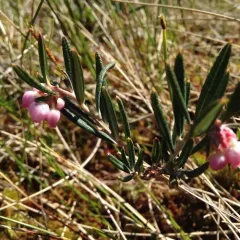 Wild Rosemary thumbnail 4