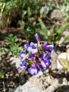 Leonard's Beardtongue thumbnail 4