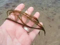 Witch's hair thumbnail 2