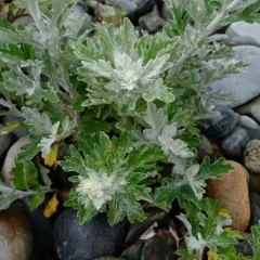 Hoary Mugwort thumbnail 2