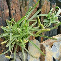 Sea Plantain thumbnail 4