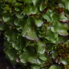 Crescent-cup liverwort thumbnail 4