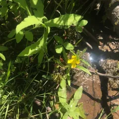 Small Sundrops thumbnail 2