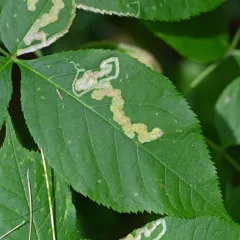 Phytomyza aralivora thumbnail 4