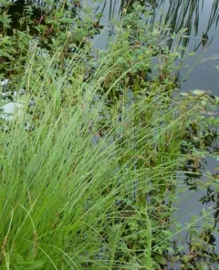 Cusick's sedge thumbnail 2