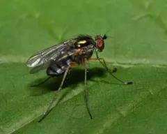 Dolichopus versutus thumbnail 3