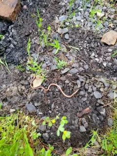 Forest Sharp-tailed Snake thumbnail 2