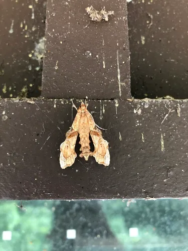 Erythrina borer