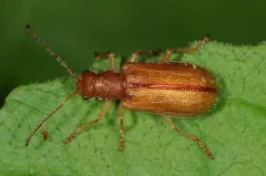Rusty Leaf Beetle thumbnail 3