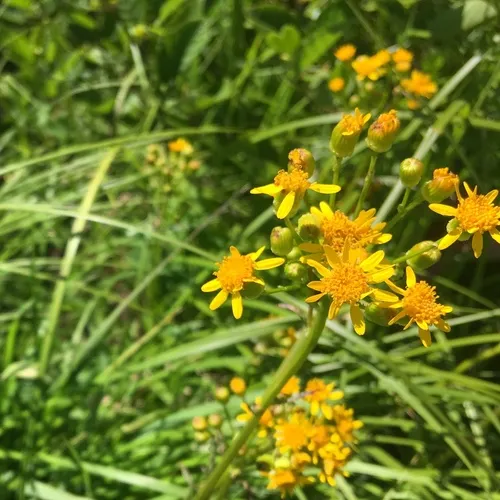 New England ragwort