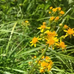 New England ragwort thumbnail 1