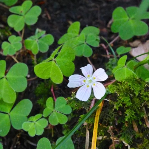 mountain woodsorrel