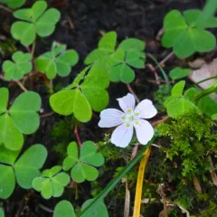 mountain woodsorrel thumbnail 1