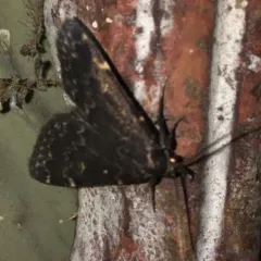 Glossy Black Idia Moth thumbnail 2